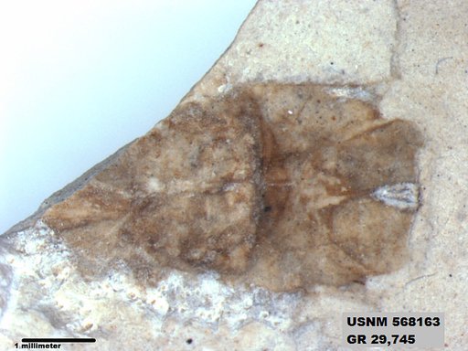 Insecta