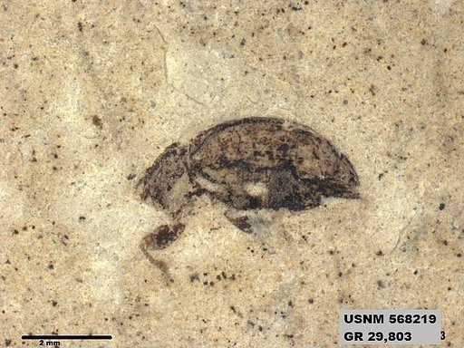 Insecta