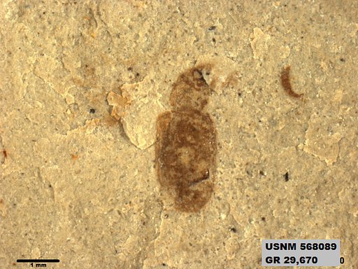 Insecta