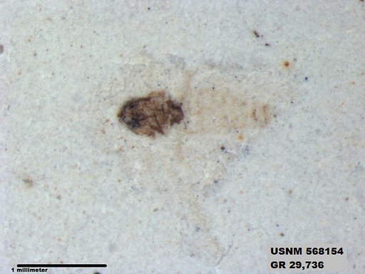 Insecta