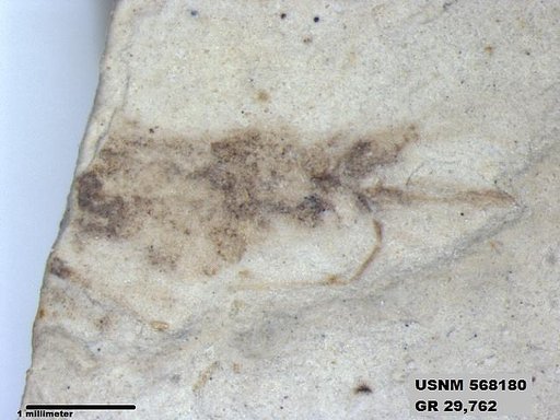 Insecta