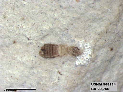 Insecta
