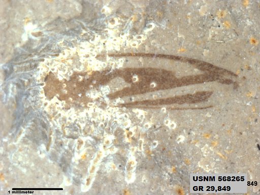 Genus sp