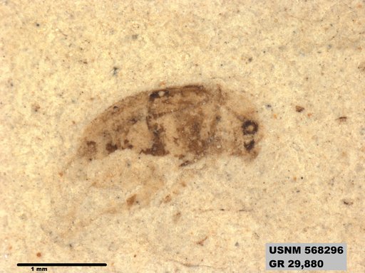 Genus sp