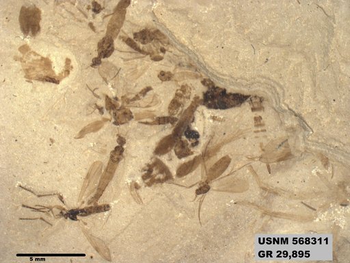 Genus sp