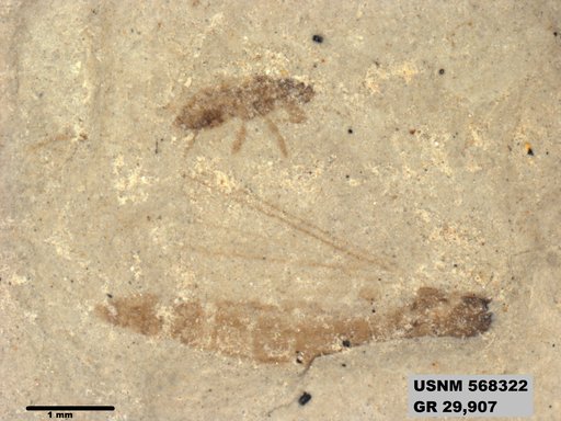 Insecta