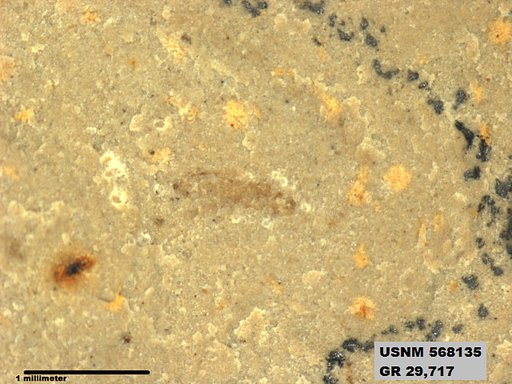 Insecta