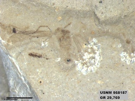 Insecta