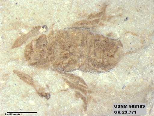 Genus sp