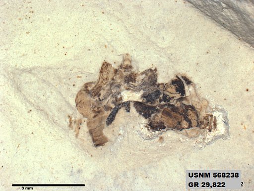 Insecta