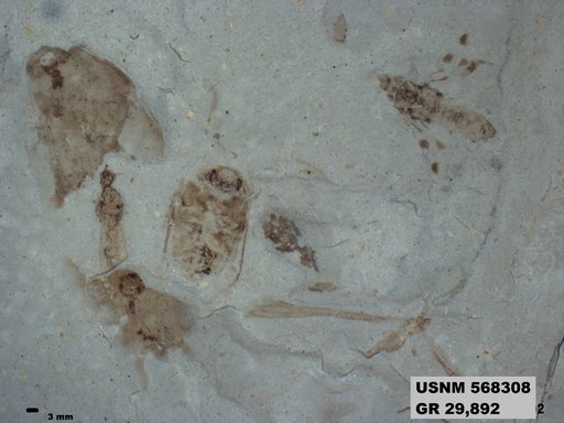 Genus sp