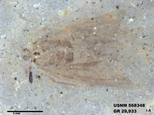 Genus sp
