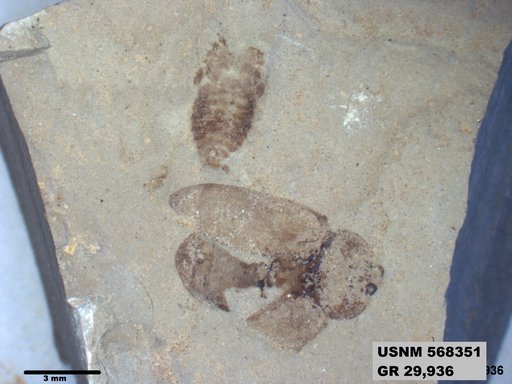 Insecta