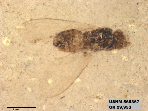 Insecta