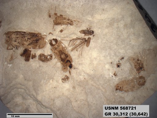 Genus sp