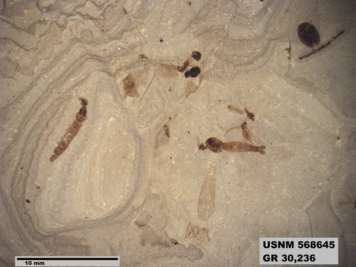 Genus sp