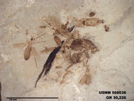 Genus sp