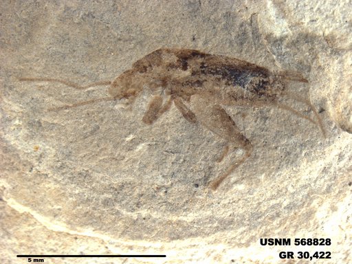 Insecta