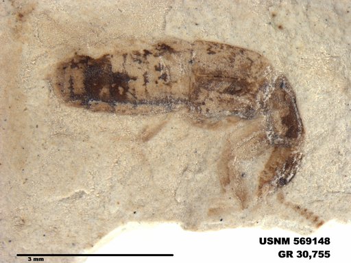 Genus sp