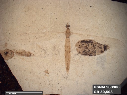 Insecta