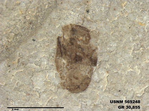 Insecta