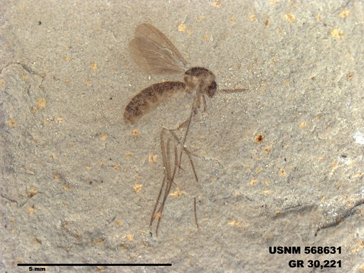 Insecta
