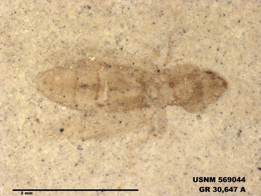 Genus sp