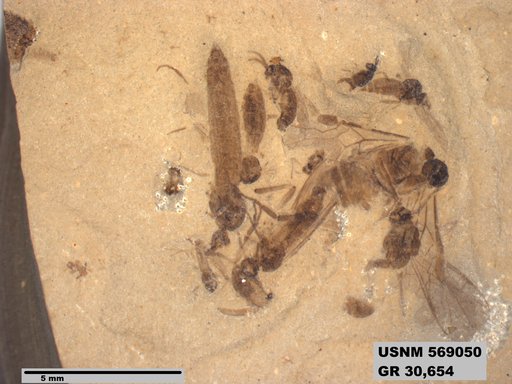 Genus sp