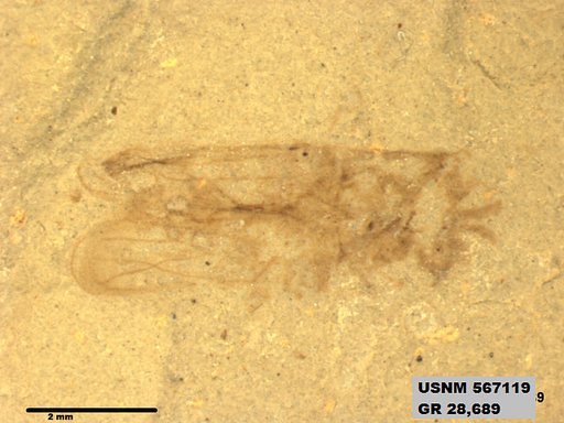 Genus sp