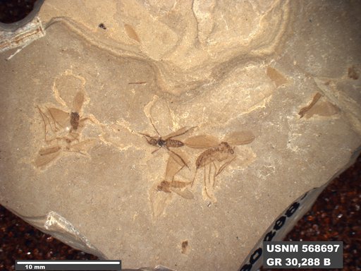Insecta