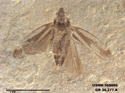 Genus sp