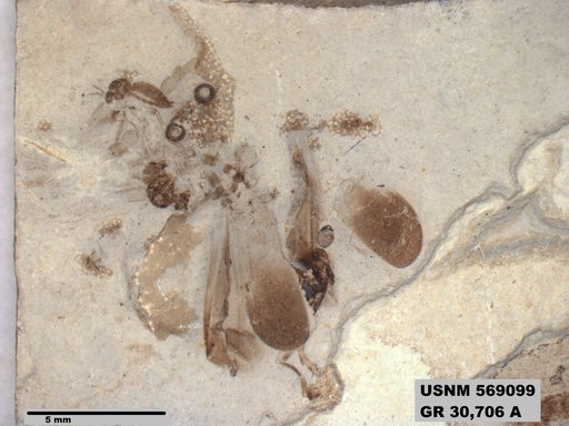 Insecta