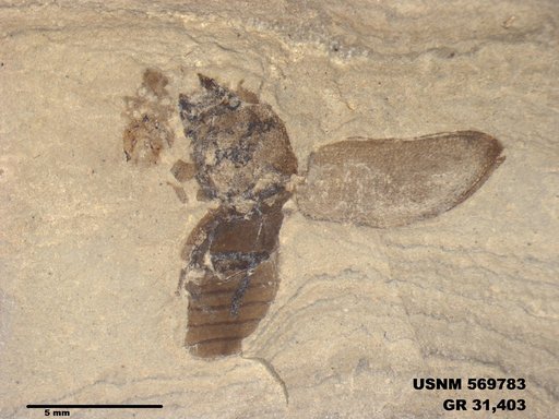 Insecta