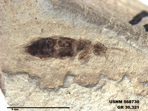 Insecta