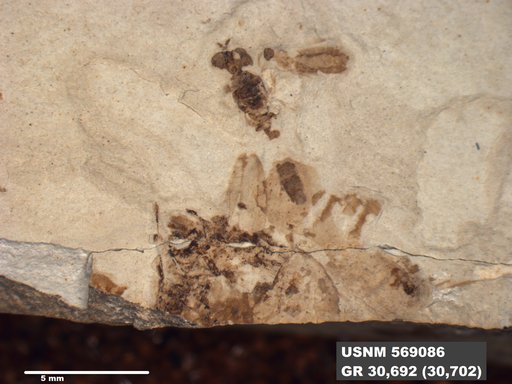 Insecta