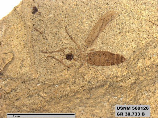 Genus sp