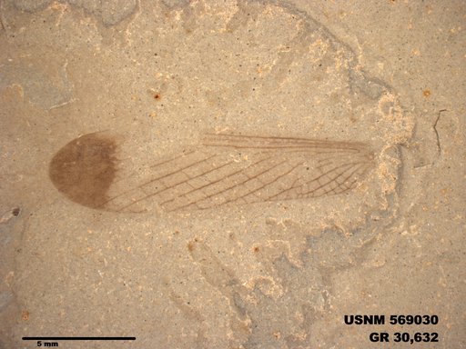 Genus sp