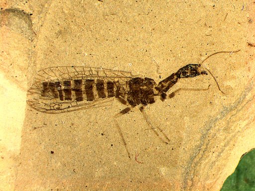 Agulla protomaculata