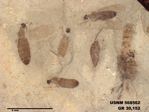 Insecta