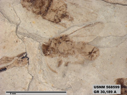 Genus sp