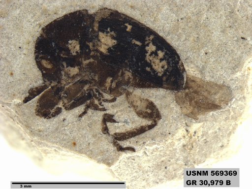 Insecta