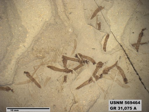 Genus sp