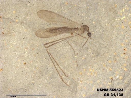 Genus sp