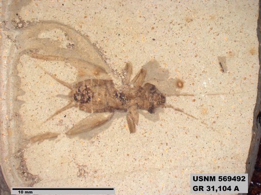 Genus sp