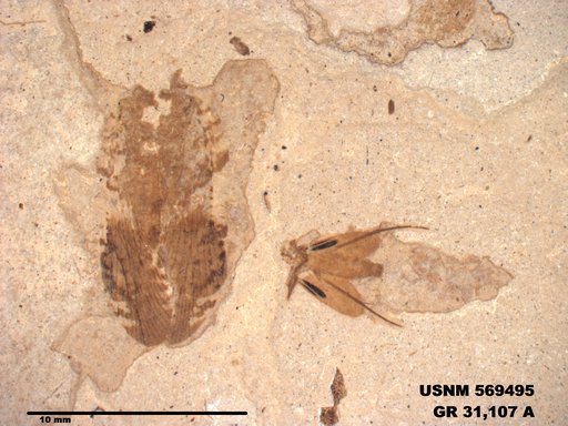 Genus sp