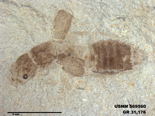 Genus sp