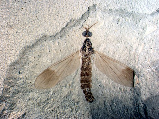 Insecta