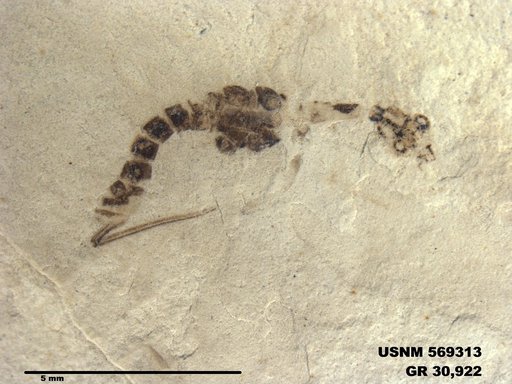 Insecta