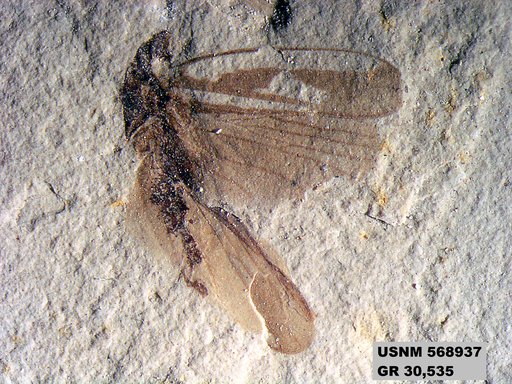 Genus sp