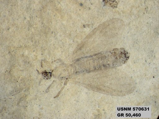 Pteromogoplistes smithii
